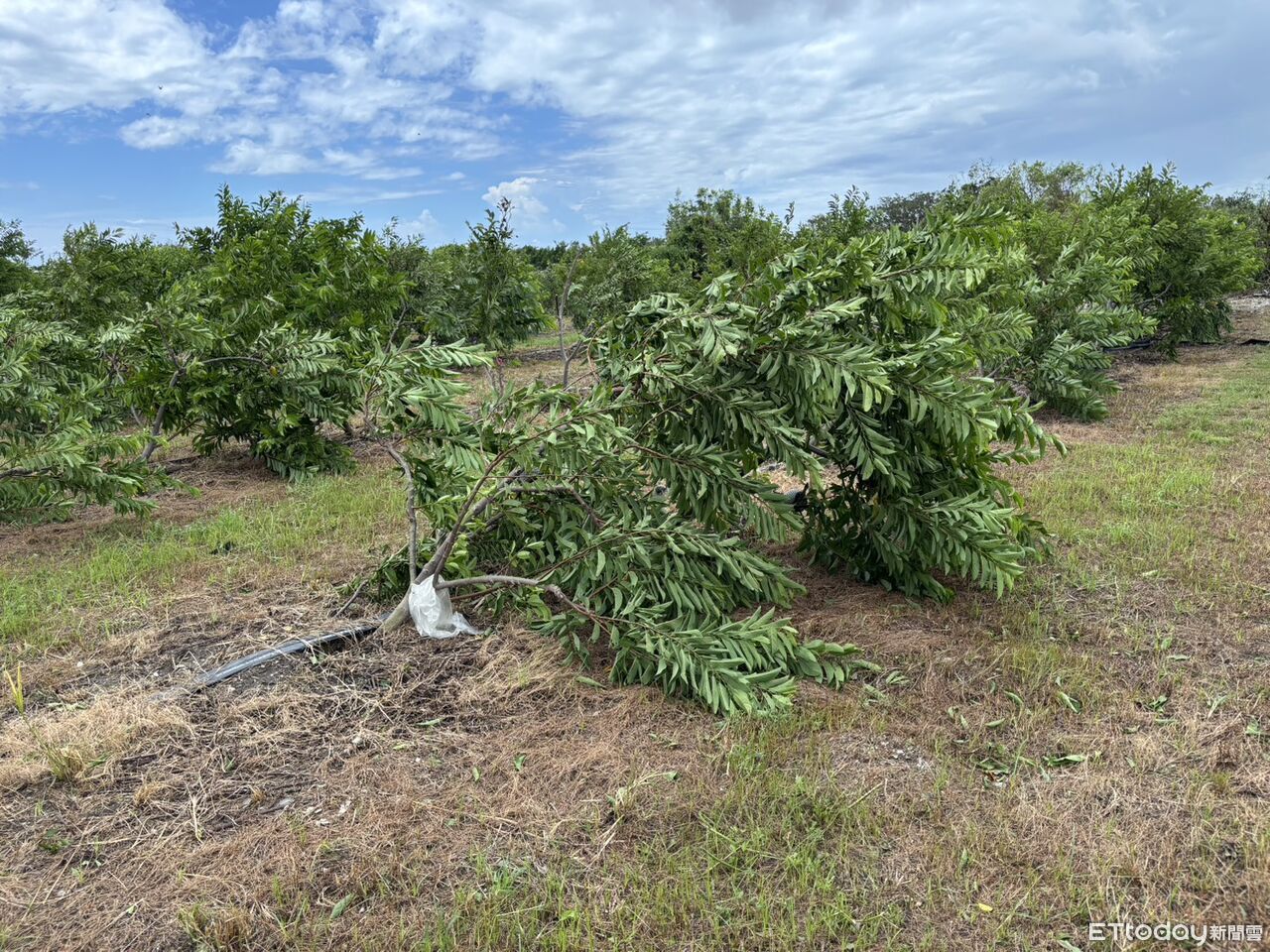楊柳颱風肆虐台東農損逾3億！花蓮分署祭出3項寬緩執行措施