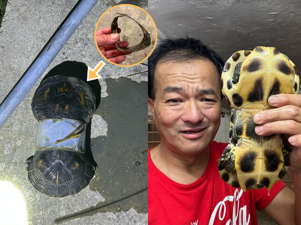 ▲烏龜套「寶特瓶」多年成8字形（圖／「可樂洗車廠」廠長陳生發提供，請勿隨意翻拍，以免侵權。）