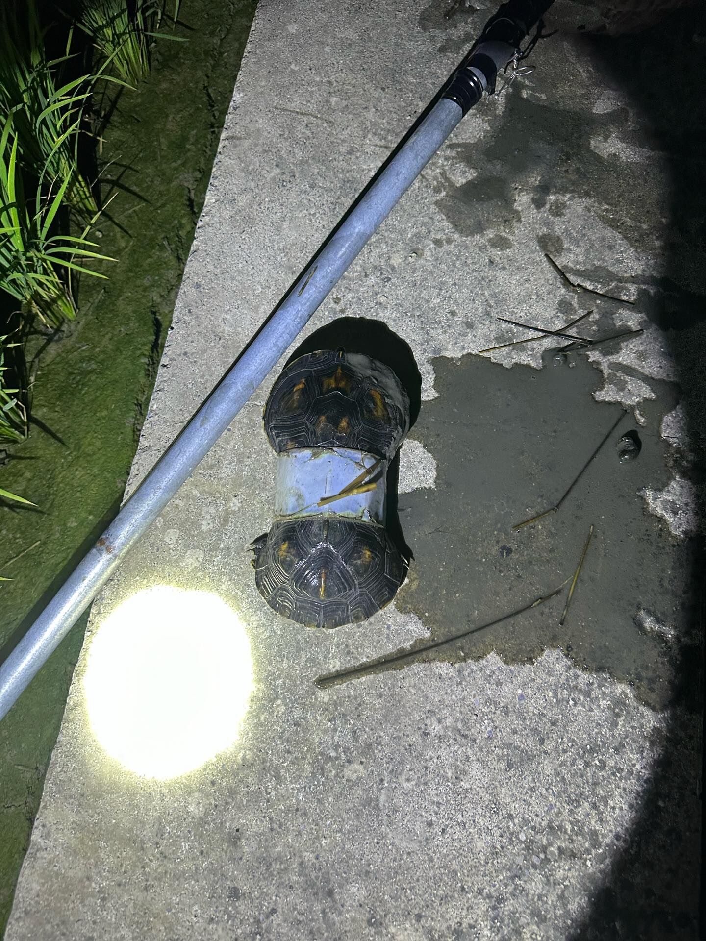 ▲烏龜套「寶特瓶」多年成8字形（圖／「可樂洗車廠」廠長陳生發提供，請勿隨意翻拍，以免侵權。）