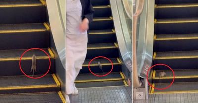 手扶梯當跑步機！百貨公司驚見「老鼠健身」　顧客笑了：真調皮