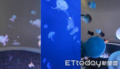 好療癒！台中海洋館試營運倒數　超可愛水母群曝光