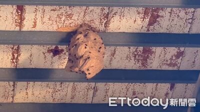 數十隻狂飛！基隆民宅驚見150cm巨型虎頭蜂窩　捕蜂員拆除畫面曝