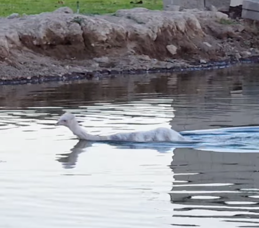 鴯鶓以為自己是鴨子。（圖／翻攝自IG@dinodogs.n.friends）