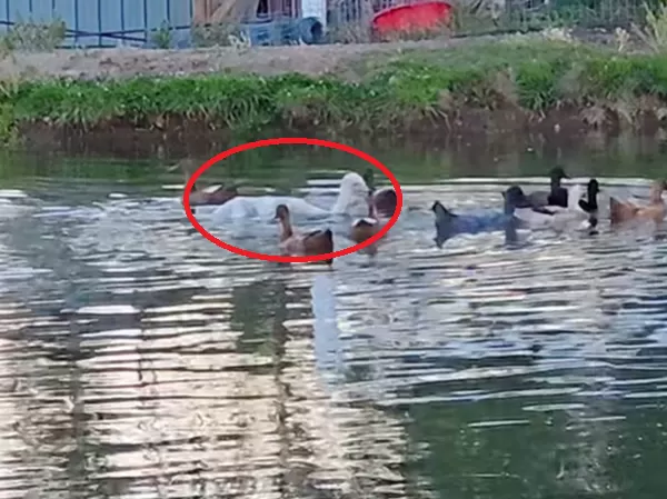 鴯鶓以為自己是鴨子。（圖／翻攝自IG@dinodogs.n.friends）