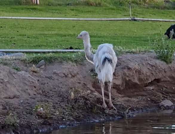 鴯鶓以為自己是鴨子。（圖／翻攝自IG@dinodogs.n.friends）