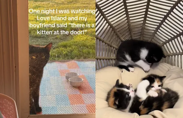 懷孕浪貓自己出現在門口　女餵養發現生出「一窩驚喜包幼貓」。（圖／翻攝自TikTok／maddieurdaddy618）