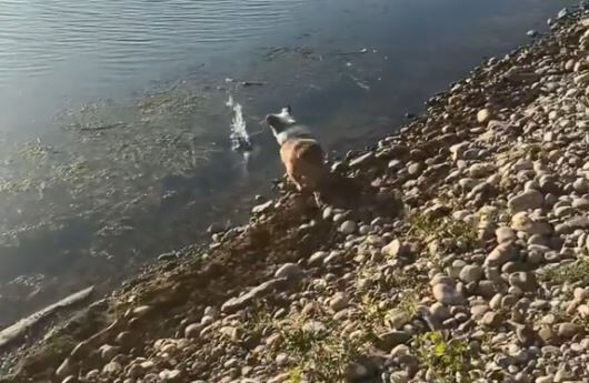 ▲。（圖／翻攝自TikTok／@collinsbrothers）