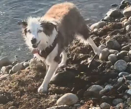 ▲。（圖／翻攝自TikTok／@collinsbrothers）