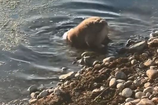 ▲。（圖／翻攝自TikTok／@collinsbrothers）