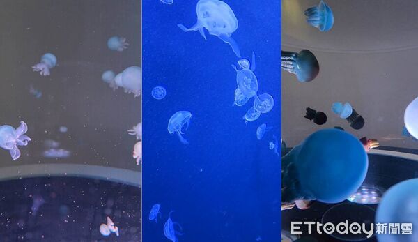 ▲台中海洋館水母展示區。（圖／記者游瓊華攝）