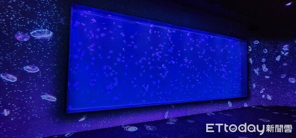 ▲台中海洋館水母展示區。（圖／記者游瓊華攝）