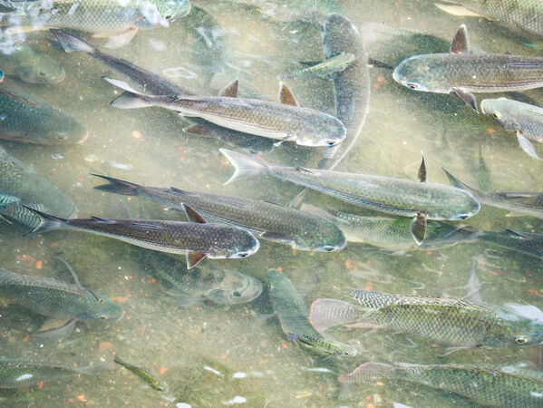 ▲瓦磘溝水質改善 驚見大量烏魚現蹤。（圖／新北市水利局提供）