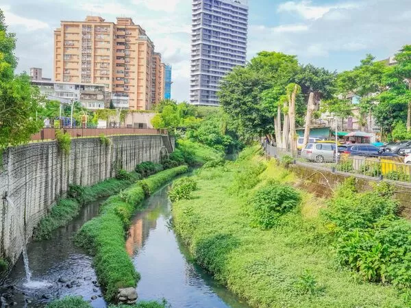 ▲瓦磘溝水質改善 驚見大量烏魚現蹤。（圖／新北市水利局提供）