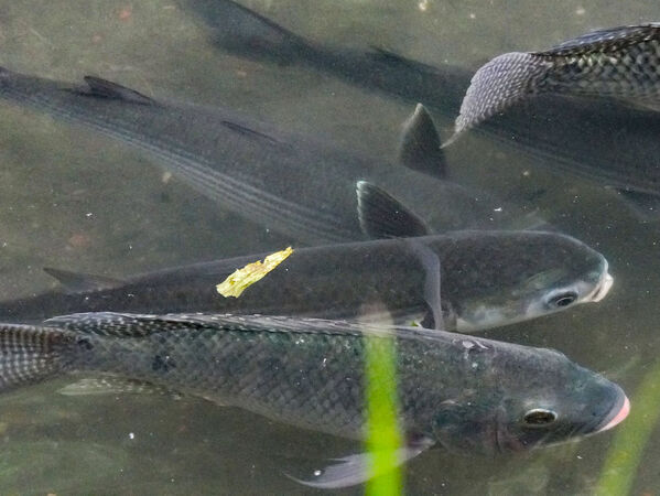 ▲瓦磘溝水質改善 驚見大量烏魚現蹤。（圖／新北市水利局提供）