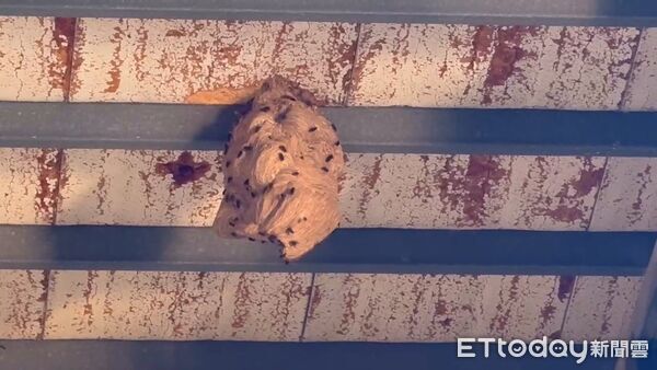 ▲▼      中平街發現巨型虎頭蜂窩　施偉政議員服務處即刻通報處理       。（圖／記者郭世賢翻攝）