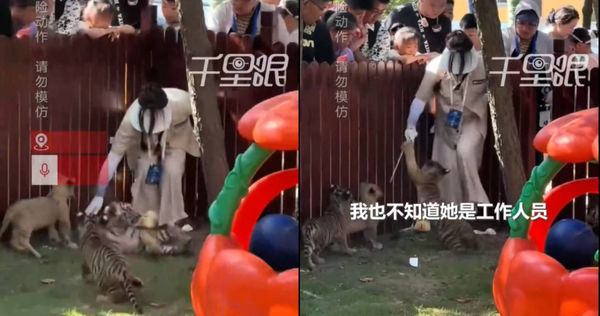 不明女子在直播中對幼虎施暴。（圖／翻攝自微博）