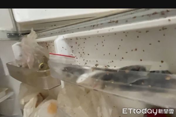 ▲▼ 租屋蟑螂            。（圖／記者陳筱惠攝）