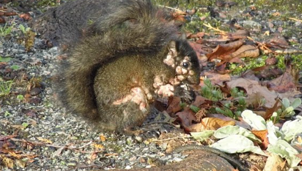 不止黑角怪兔　北美又出現長滿圓形膿瘡「殭屍松鼠」噁爛畫面曝。（圖／翻攝自X）