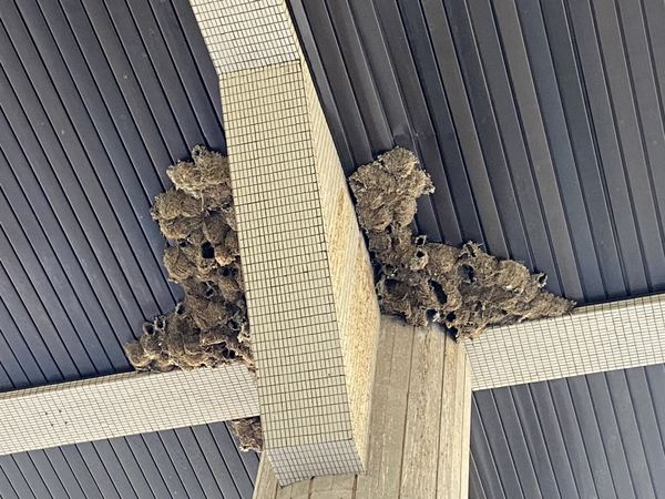 ▲彰化縣政府重開大門卻面臨燕子屎尿之亂。（圖／民眾提供）