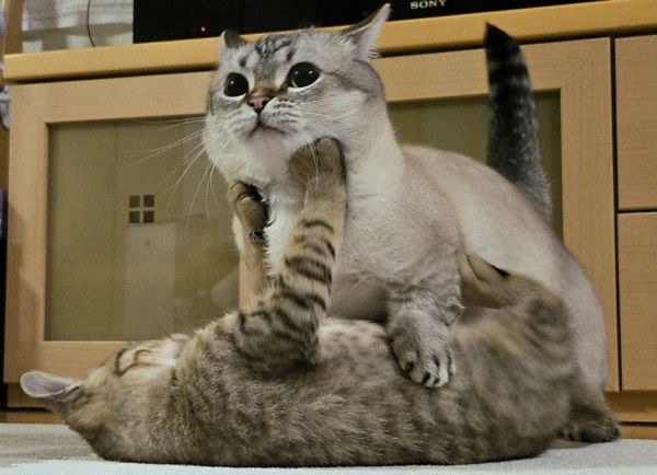 ▲。（翻攝自X／@maruchannel0820）