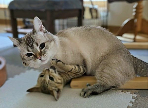 ▲。（翻攝自X／@maruchannel0820）