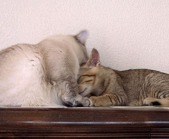 ▲。（翻攝自X／@maruchannel0820）