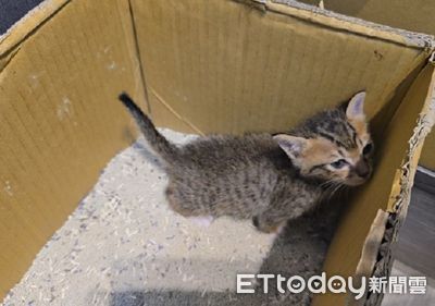 中途「響尾奶貓」抖尾巴認真洩洪 首次自己尿尿媽咪超感動