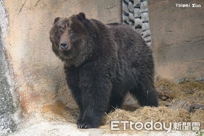 北動棕熊「小喬」今不幸離世　腫瘤轉移痛苦同仁含淚放手