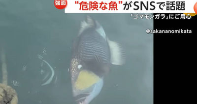 比鯊魚更可怕?褐擬鱗魨攻勢驚人 輕易咬破潛水裝備