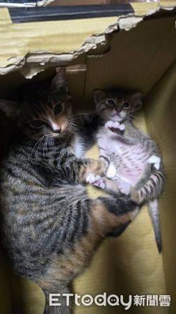 ▲。（圖／Threads@e2222252提供，請勿隨意翻拍，以免侵權。）