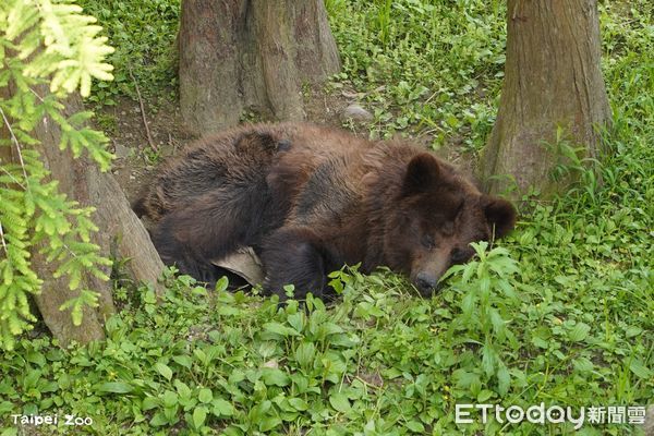 ▲。（圖／臺北市立動物園提供）