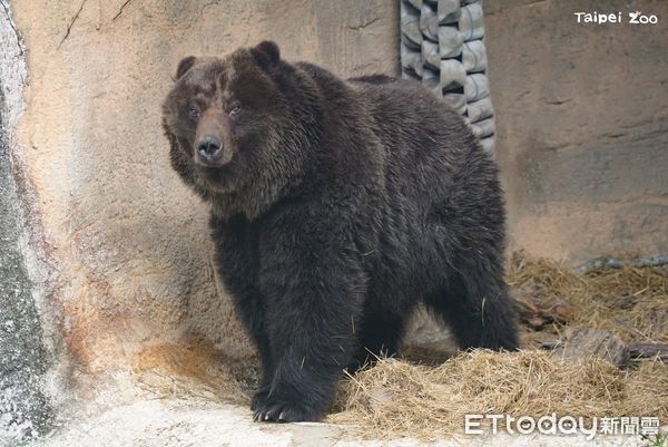 ▲。（圖／臺北市立動物園提供）