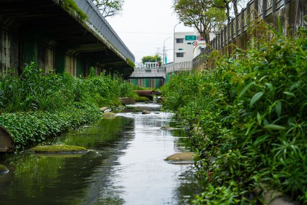 ▲紅冠水雞現蹤中和藤寮坑溝 築巢下蛋見證生態復甦。（圖／新北市水利局提供）
