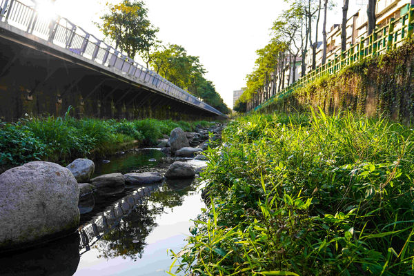 ▲紅冠水雞現蹤中和藤寮坑溝 築巢下蛋見證生態復甦。（圖／新北市水利局提供）