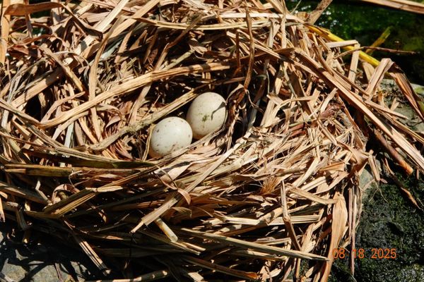 ▲紅冠水雞現蹤中和藤寮坑溝 築巢下蛋見證生態復甦。（圖／新北市水利局提供）