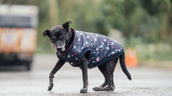 ▲老母犬體內驚見子宮殘幹蓄膿。（圖／新北市動保處提供）