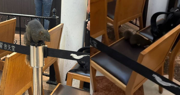 吃到飽餐廳外候位區驚見松鼠亂竄。（圖／Threads@briislyyy提供）