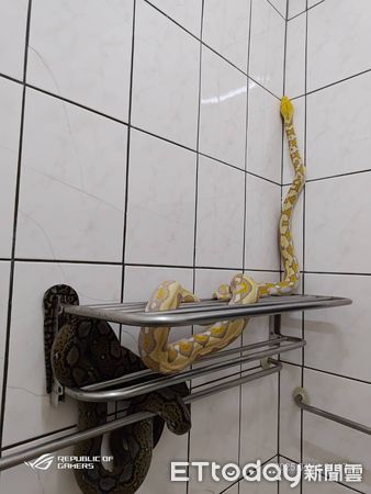 ▲苗栗縣竹南鎮一隻寵物網紋蟒逃逸2天，今天清晨被民眾發現後，里長通知洪姓飼主捉回，解除警報。（圖／記者楊永盛翻攝）