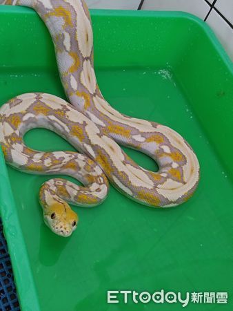 ▲苗栗縣竹南鎮一隻寵物網紋蟒逃逸2天，今天清晨被民眾發現後，里長通知洪姓飼主捉回，解除警報。（圖／記者楊永盛翻攝）