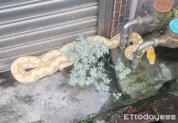 ▲苗栗縣竹南鎮一隻寵物網紋蟒逃逸2天，今天清晨被民眾發現後，里長通知洪姓飼主捉回，解除警報。（圖／記者楊永盛翻攝）