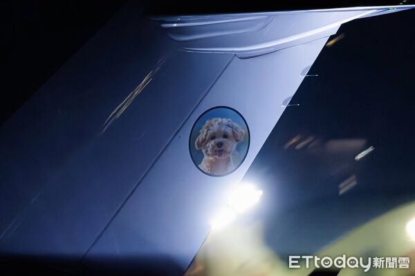 飛機尾翼有狗狗。（圖／粉專「Taiwan Aviation 小謙日常」提供）