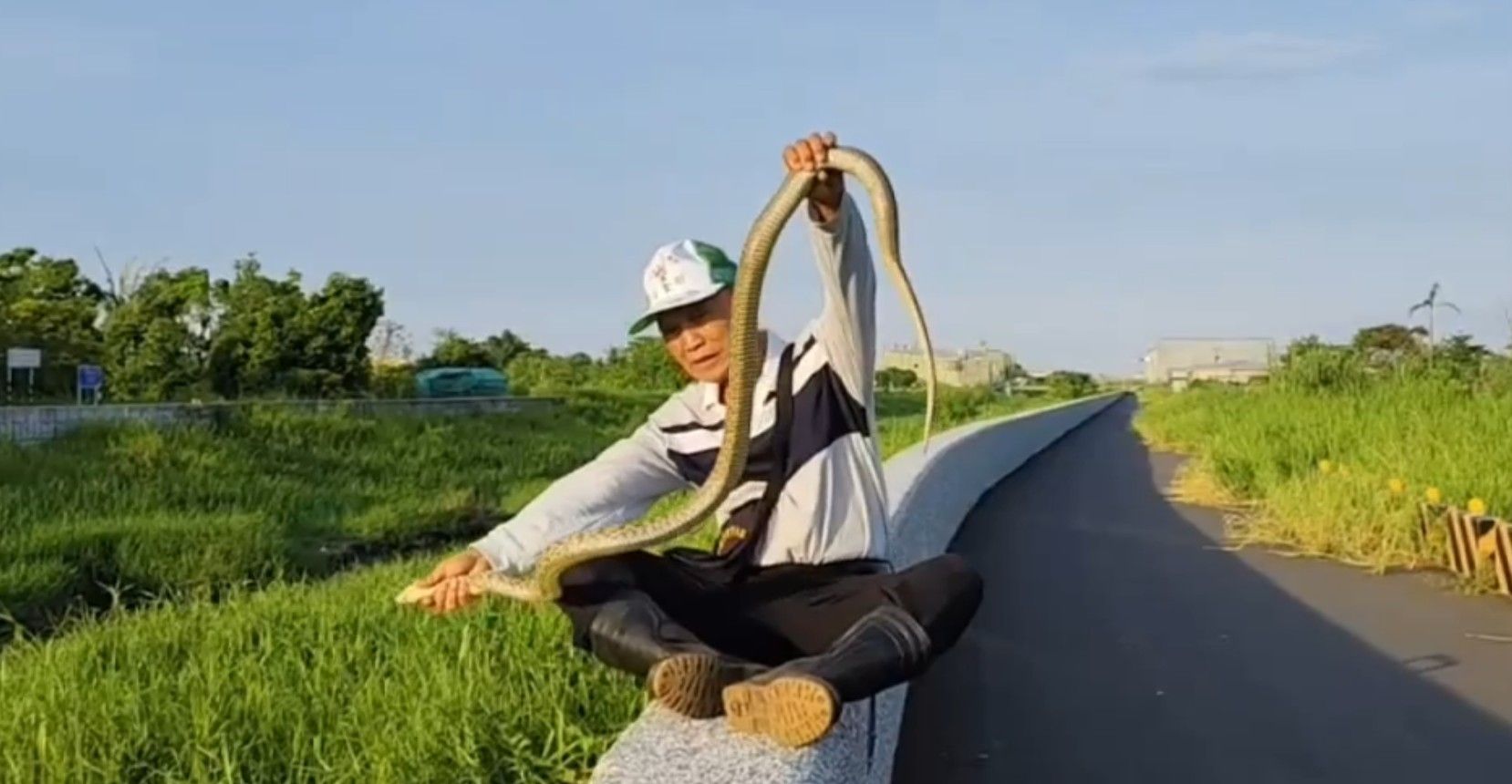 ▲台南安南區側溝驚見2公尺長臭青母，纏網掙扎險溺死。（王金樹里長提供，下同）