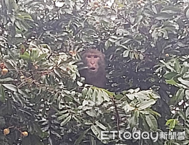 北投猴子爽嗑水果霸王餐　動保處追蹤2.5個月終於逮捕歸案