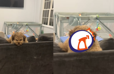 米克斯汪憂鬱趴沙發 一抬頭「撞臉男明星」爆紅:太像人類了