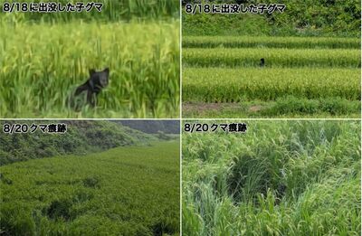 日本又見熊殺人！73歲婦倒垃圾遇襲身亡　今年秋田縣首例