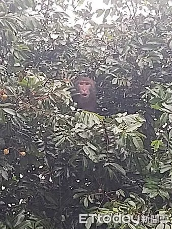 北投霸王餐獼猴抓到了。（圖／台北市動保處提供）