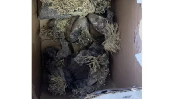 ▲大陸二手交易平台驚現「南極地衣」，疑為南極科考隊員夾帶運出。（圖／翻攝極目新聞）