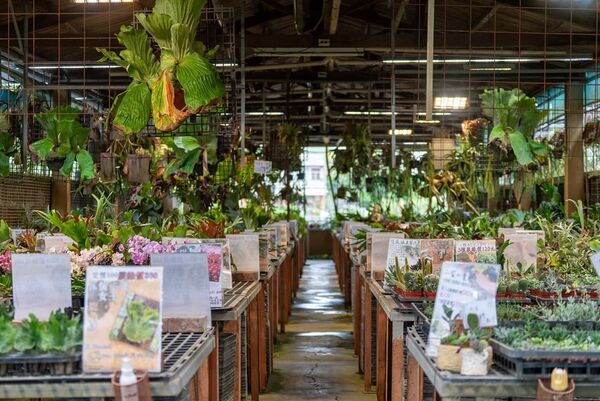 ▲彰化埤頭鄉「與你蕨緣」佔地2000多坪。（圖／翻攝自Facebook／與你蕨緣）