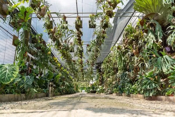 ▲彰化埤頭鄉「與你蕨緣」佔地2000多坪。（圖／翻攝自Facebook／與你蕨緣）