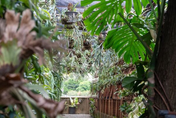 ▲彰化埤頭鄉「與你蕨緣」佔地2000多坪。（圖／翻攝自Facebook／與你蕨緣）